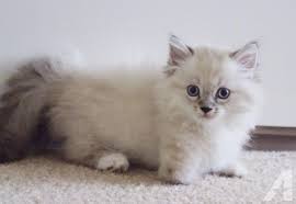 Munchkin cats & kittens in uk. Gorgeous Munchkin Kittens For Sale Munchkin Kitten Munchkin Cat Kittens