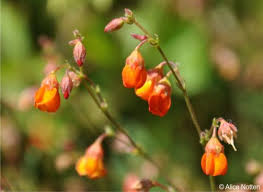 Image result for Hermannia seineri