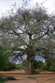 Image result for Faidherbia albida