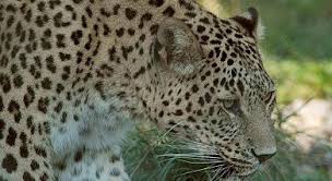 Nesli Tukenmekte Olan Pers Leoparlari Leopar Hayvanlar Biyoloji