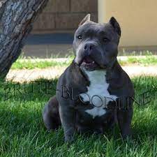 Blue Nose Pocket Pitbull Puppies For Sale Brute Bloodline Pitbulls Tri Color Producer Located In Florida California Wash Bully Dog Sick Puppies Pitbull Puppies