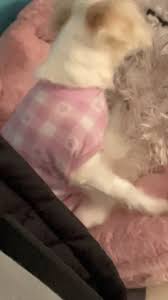 Image result for what do lice look like in dog fur