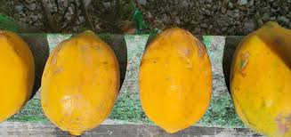 Image result for Caricaceae