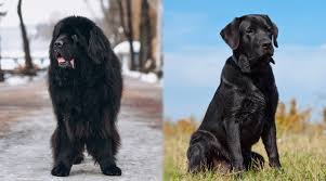 Viewfinder some benefits of shooting with lcd are that you can see your shot you took immediately after shooting it and lcd also opens creative opportunities to your photography. Newfoundland Vs Labrador Retriever Breed Differences And Similarities