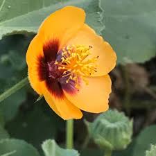 Image result for Abutilon hirtum