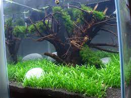Active soil for planted aquariums (nature aquariums) and soft water (for example keeping shrimps) models: Glas Garten Aquarium W 30 X 30 X 30 Cm Nummer 1 Aquarienvorstellung Der Wirbellotse