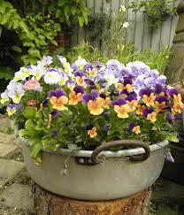 Pin On Gardening And Landscape