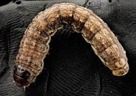 Bull worm pests according to the united states customs and border protection (cbp) agency two south florida ports of entry have intercepted two nation's food supply is constantly at risk from pests not known to occur in the u.s. Cutworms How To Get Rid Of Cutworms In Your Garden The Old Farmer S Almanac