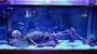 Stone Aquarium Decorations
