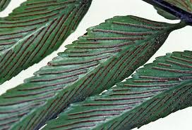 Image result for Asplenium uhligii