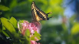 März war in der ver­gan­gen­heit eher sel­ten. Alles Zum Thema Fruhling Rtl De Rtl De