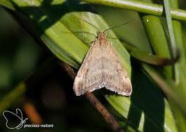 Image result for Pyrausta aerealis