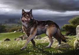 It is one of the most famous prehistoric carnivores in north america, along with its extinct competitor. Dire Wolf By Theblueapple On Emaze