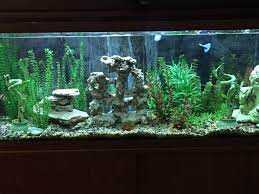 Cut a branch with at least 4 nodes. Tank With 2 Underwater Bamboo Plants Fed With Liquid Plant Food Lucky Bamboo Aquarium Goldfish Pond