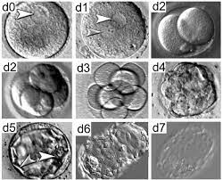 Pin On Embryo