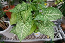 厳選30種 観葉植物の人気種類 名前や特徴 育てやすさは Horti ホルティ By Greensnap