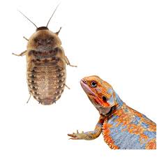 ½-Inch Dubia Roaches • Dubia Roach Depot
