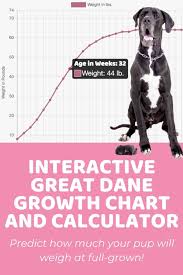 2 x merle female 1 x harlequin female 1 x black fem. Interactive Great Dane Growth Chart And Calculator Puppy Weight Calculator Great Dane Growth Chart Great Dane Dane