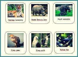 Persebaran Fauna Di Indonesia Bagian Barat Timur Tengah