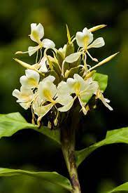 Hedychium Flavescens Yellow Ginger Lily Plants Uk Hawaiian Flowers Flowers