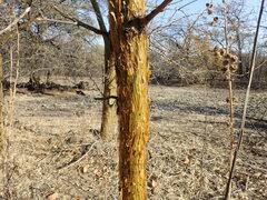 Image result for Acacia kirkii