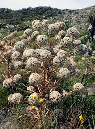 Image result for Eriocaulon bongense