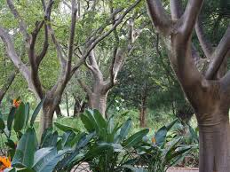Image result for Celtis africana