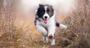 And if you prefer another letter, in the following sections you will find more names for beautiful and original female dogs in. Dog Names That Start With T More Ideas For Your New Pup