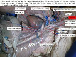 Reading Fetal Pig Dissection Biology Ii Laboratory Manual