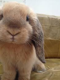 Close Up Cute Baby Animals Cute Bunny Pictures Cute Animals
