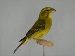 هجين طائر الهزار مع الخضري bird animals parrot