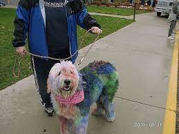 The container states that it is permanent (if you're looking for a temporary dye for your dog, please look elsewhere) and lasts 20 washes! The Irreversible Damage Of Dying Your Dog S Hair Washpaw Nashville Grooming Self Serve Dog Wash