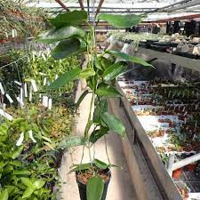 Hoya hates clogged soil !!! Hoya Macgillivrayi Taiwan Uhlig Kakteen More Than 5 000 Different Species