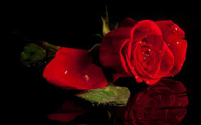 Rote Rose Schwarzer Hintergrund Spiegel 1920x1200 Hd Hintergrundbilder Hd Bild Leerer tisch für käse und andere snacks. rote rose schwarzer hintergrund
