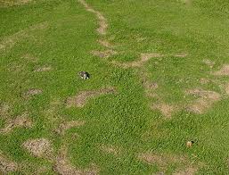 5 Steps On How To Get Rid Of Moles In Your Yard 2021 Updated Moles In Yard Mole Removal Yard Mole