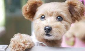 Poodle Mixes Top 25 Cutest Designer Dogs You Should Know Designer Dogs Designer Dogs Breeds Poodle Mix