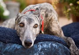The liver functions in the production of a unique protein known as albumin. Liver Cancer In Dogs Symptoms Treatment Options Clemmons Vet