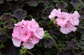 Image result for Pelargonium apetalum
