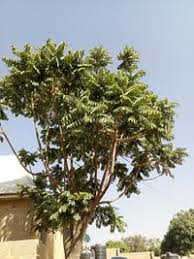 Image result for Canarium schweinfurthii