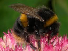They have a pair of antennae that are attached to their head. Spring Bumblebees Northumberland National Park
