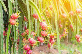Choose a container that is at least 10 inches deep and 24 inches hi laura, great post and comments section! How To Grow Dragon Fruit And Get The Best Results Lovetoknow