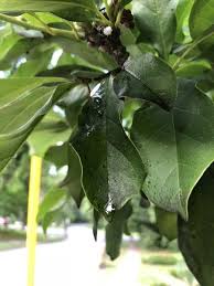 Image result for sooty mould