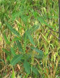 Image result for Sesbania pachycarpa