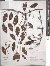 Image result for Phragmanthera usuiensis