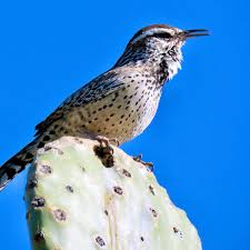 Cactus spines have many functions, from protection to the collection of vital water in dry climates, but some are so much harder to remove than others. Michael Bogan On Twitter Cactus Wren Singing And Building A Nest In A Chain Fruit Cholla Cactus In Our Front Yard This Morning Tucson