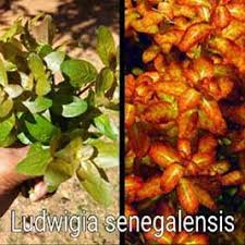 Image result for Ludwigia senegalensis