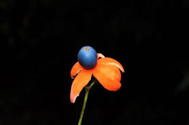 Image result for Olacaceae