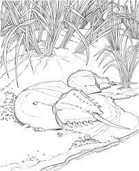 39+ horseshoe crab coloring pages for printing and coloring. Horseshoe Crab On A Shore Coloring Page Coloring Pages Crab Illustration Horseshoe Crab