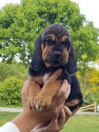 Bloodhound Puppies For Sale Sparta Mi Bloodhound Puppies Hound Puppies Bloodhound Dogs