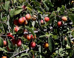 All prices shown are per fruit tree. American Red Plum Wild Plum American Plum Tennessee Smart Yards Native Plants